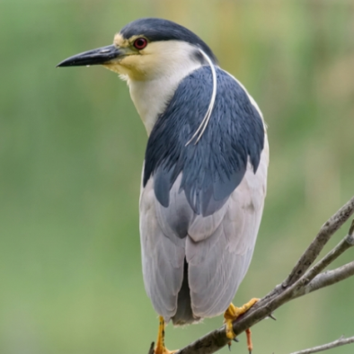 A bird sitting on a branch